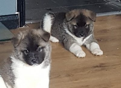 AkitaPups1s5abbede3c1bfb1632322899