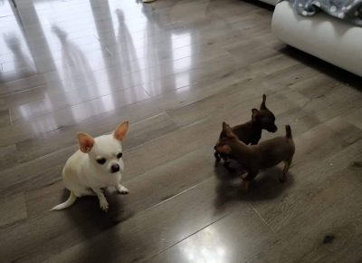 Chihuahuas1632231262