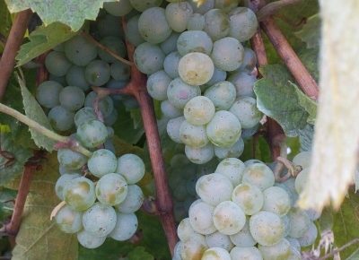 IMG2b37e83a7b9ee289cd2edfd01089137dV1632129787