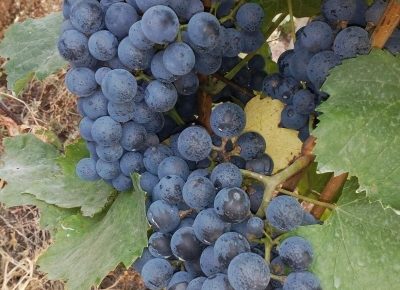 IMG31c1414a9a16d3216579146438734255V1632129795