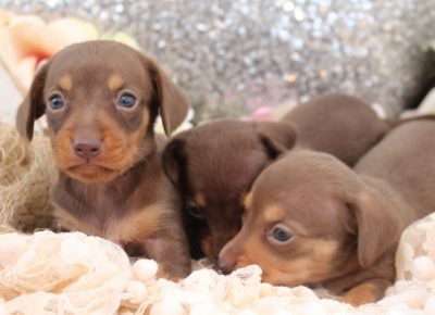 MiniatureDachshund1632231717
