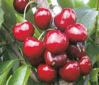 VOCNESADNICEILOZNIKALEMOVI(11)1632148386