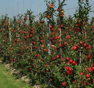 VOCNESADNICEILOZNIKALEMOVI(14)1632148387