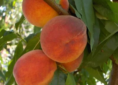 VOCNESADNICEILOZNIKALEMOVI(2)1632148385