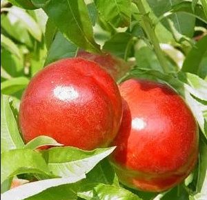 VOCNESADNICEILOZNIKALEMOVI(7)1632148386