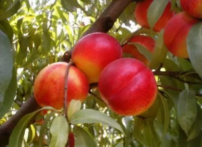 VOCNESADNICEILOZNIKALEMOVI(8)1632148386