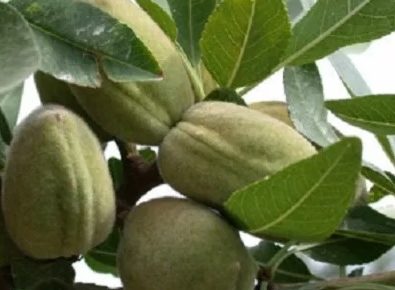 VOCNESADNICEILOZNIKALEMOVI(9)1632148387