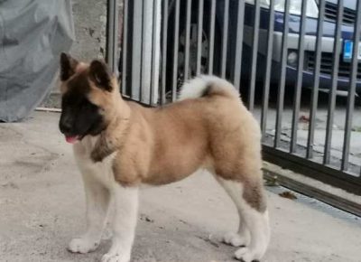 americkaakita021632959087