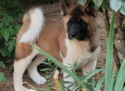 americkaakita031632959088