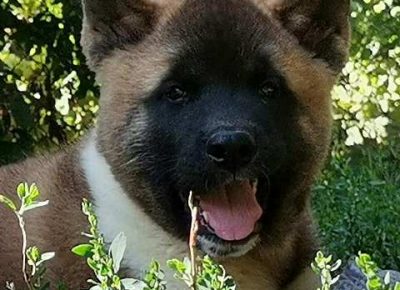 americkaakita041632959087