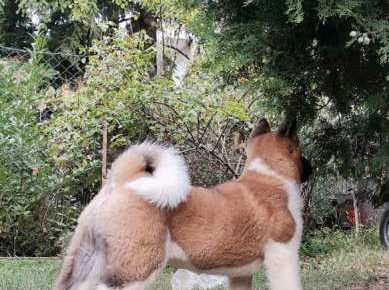 americkaakita051632959089