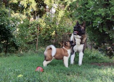 americkaakita061632959089