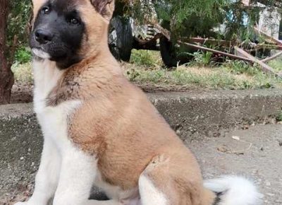 americkaakita091632959088