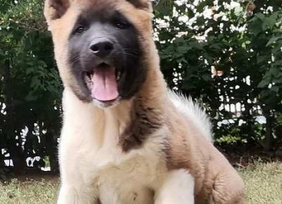 americkaakita101632959087