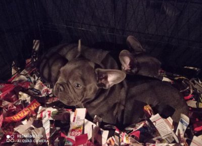 armifeketic11631453957