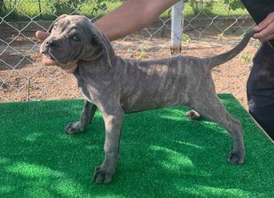 canecorso011632007736