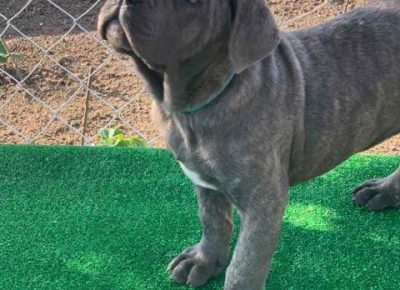 canecorso021632007736