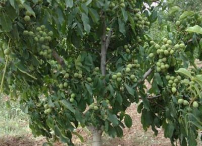 chandlerfruits21632473808