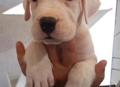 dogoargentino011632523627