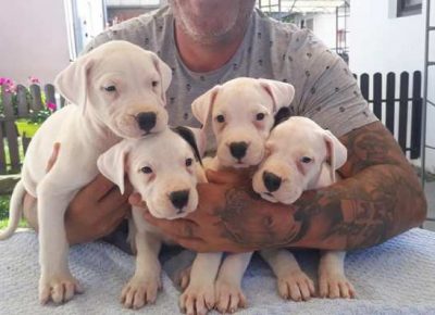 dogoargentino021632523628