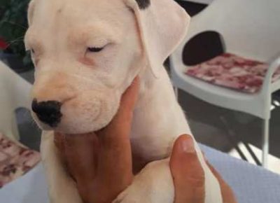 dogoargentino051632523627