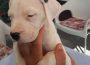 dogoargentino051632523627