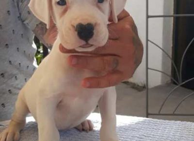 dogoargentino061632523628