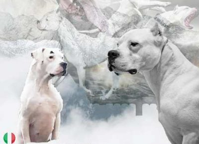 dogoargentino071632523628