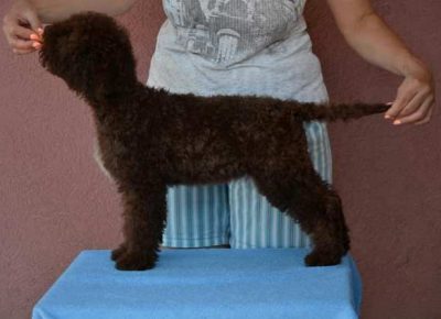 lagotto031632157742