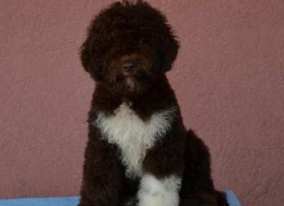 lagotto061632157742