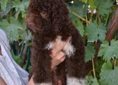 lagotto091632157742