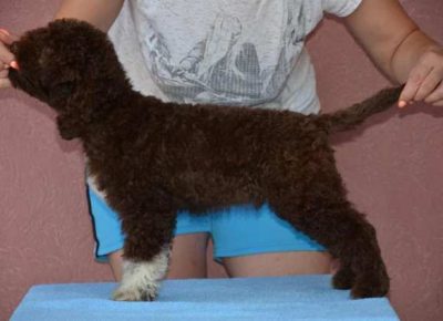 lagotto101632157741