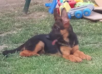 nemackiovcar011632776491