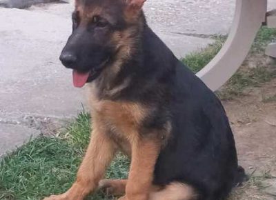 nemackiovcar021632776492