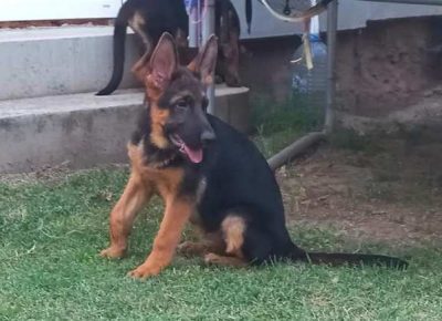 nemackiovcar031632776491