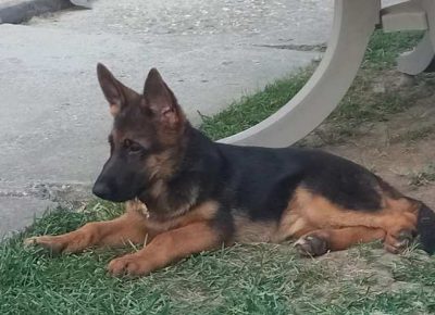 nemackiovcar041632776491