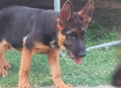 nemackiovcar051632776491