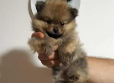 pomeranac011632940846