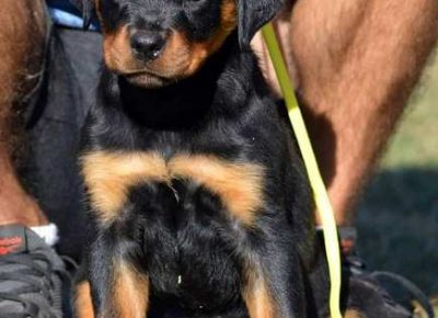 rotfrajeri02a1632254975