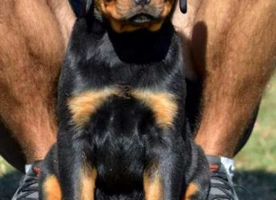 rotfrajeri03a1632254975