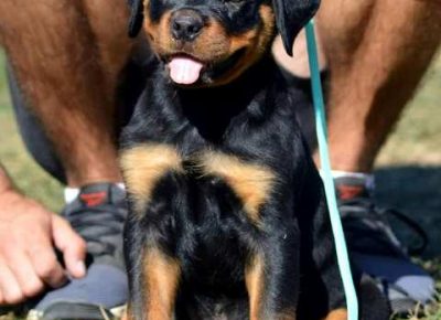 rotfrajeri04a1632254976