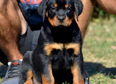 rotfrajeri05a1632254976