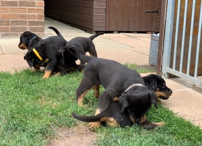 rottweilerpups1631099851