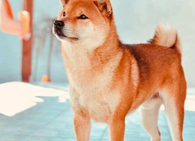 shibainu011633023260