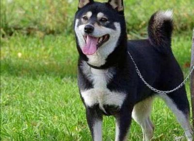 shibainu021633023260