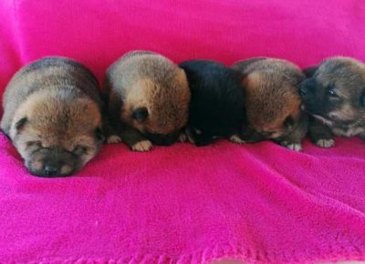 shibainu031633023260