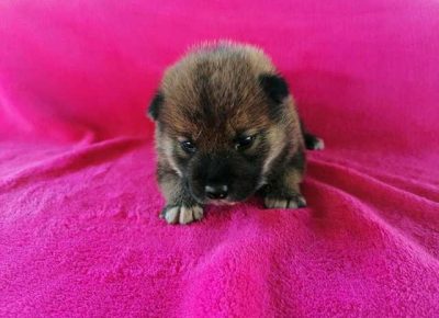 shibainu041633023260