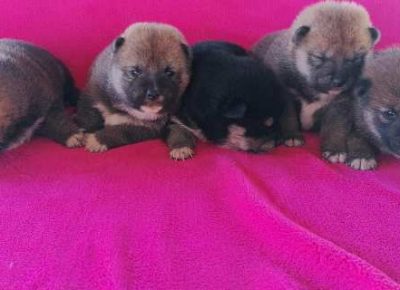 shibainu051633023261