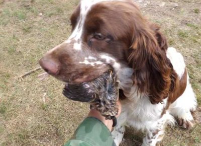 springerspanijel011631121487