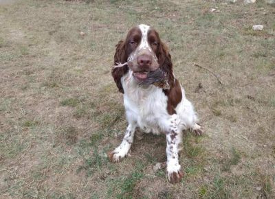 springerspanijel021631121487